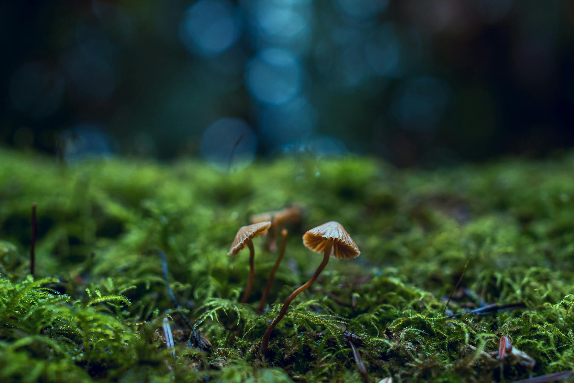 What is a Shroom Pen?